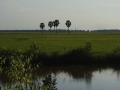2015.11.30-16.41 - Cambodge - DSC05436